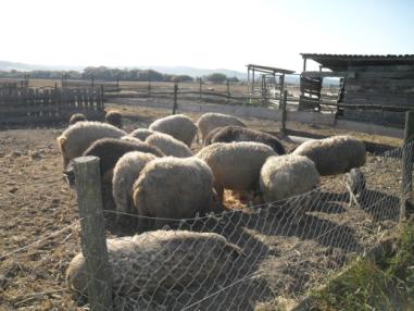 Deti počas návštevy na farme
Deti počas návštevy na farme