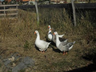 Deti počas návštevy na farme
Deti počas návštevy na farme