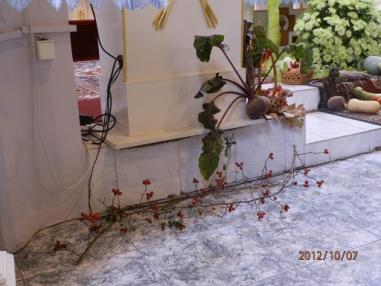 Poďakovanie za úrodu v roku 2012 vo velickom kostole.
Poďakovanie za úrodu v roku 2012 vo velickom kostole.